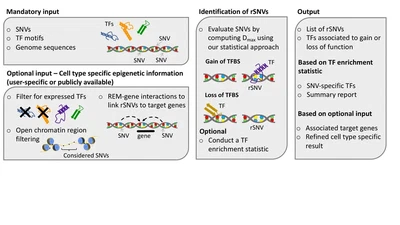 Exploring the regulatory impact of non-coding genetic variants featured image
