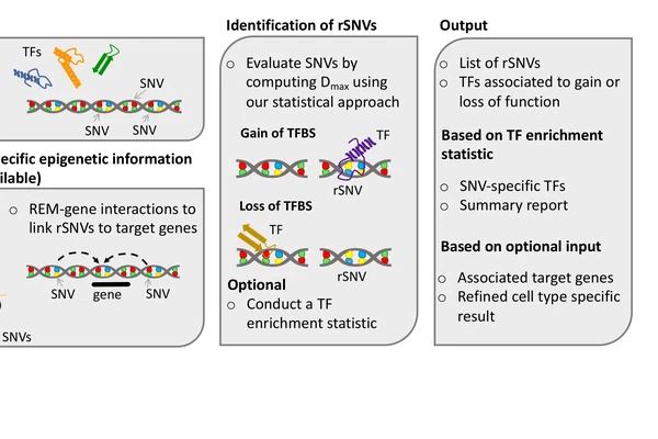 Exploring the regulatory impact of non-coding genetic variants