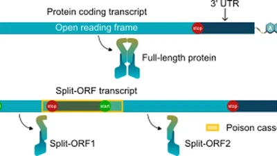 Prediction and evaluation of Split open reading frames featured image