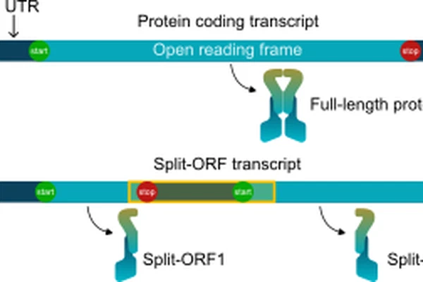 Prediction and evaluation of Split open reading frames