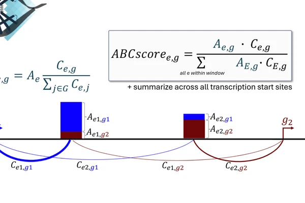 Enhancer-gene interactions and transcription factor affinities