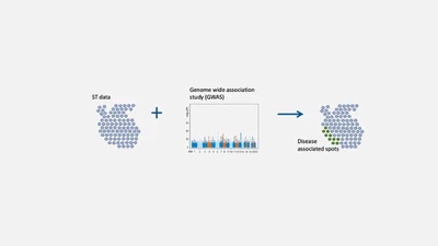 Placing regulatory variants into tissue context featured image
